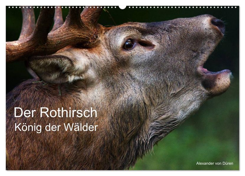 Der Rothirsch König der Wälder (Wandkalender 2027 DIN A2 quer) CALVENDO Monatskalender