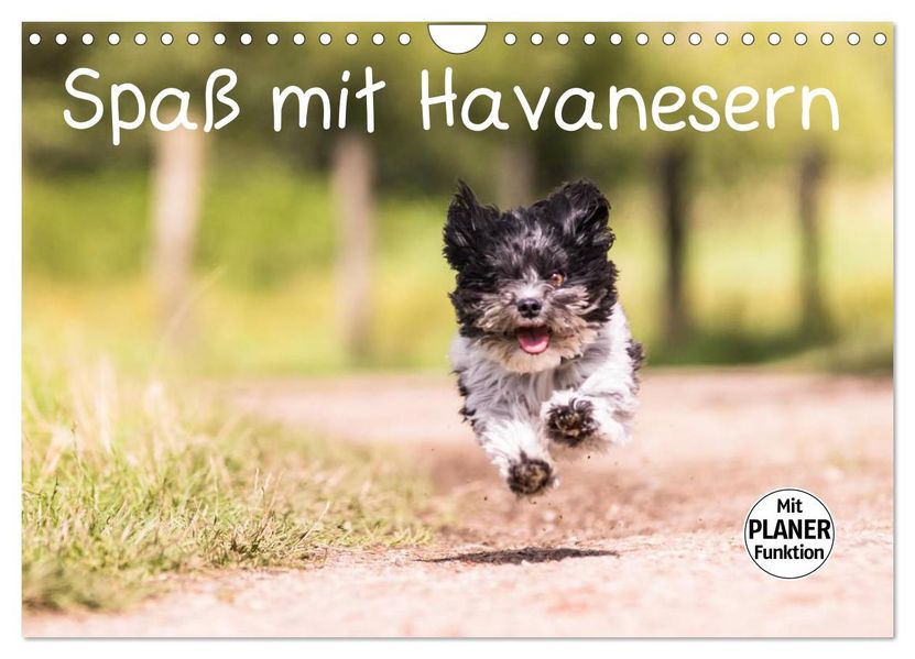 Spaß mit Havanesern (Wandkalender 2027 DIN A4 quer) CALVENDO Monatskalender