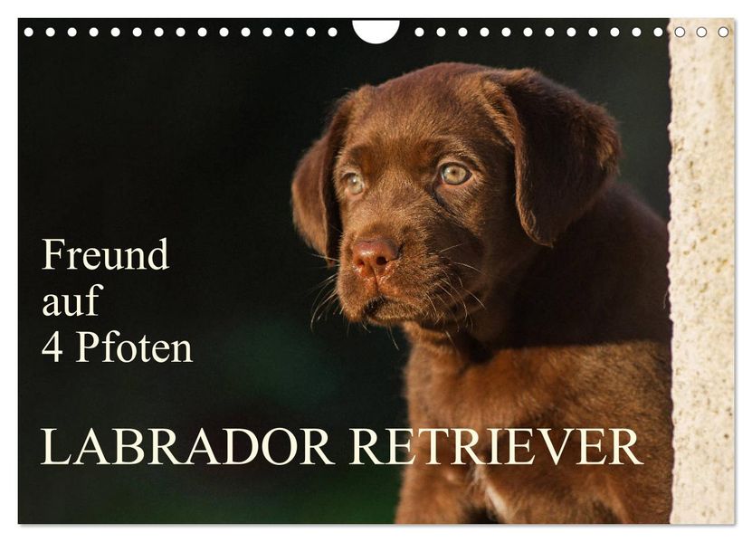 Freund auf 4 Pfoten - Labrador Retriever (Wandkalender 2027 DIN A4 quer) CALVENDO Monatskalender