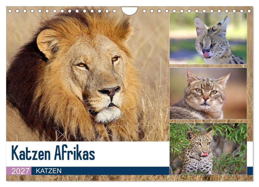 Katzen Afrikas (Wandkalender 2027 DIN A4 quer) CALVENDO Monatskalender