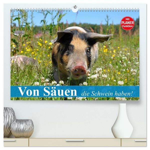 Von Säuen die Schwein haben! (hochwertiger Premium Wandkalender 2027 DIN A2 quer) Kunstdruck in Hochglanz