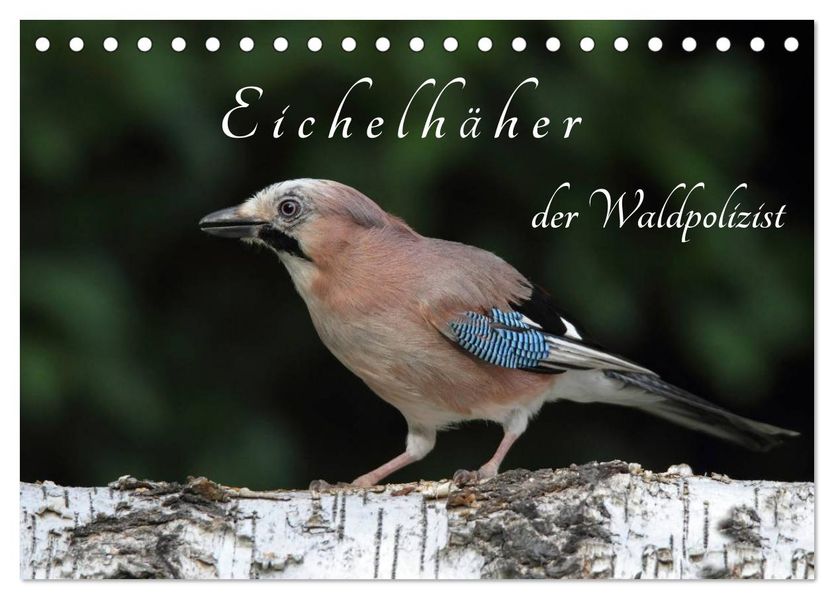Eichelhäher der Waldpolizist (Tischkalender 2027 DIN A5 quer) CALVENDO Monatskalender