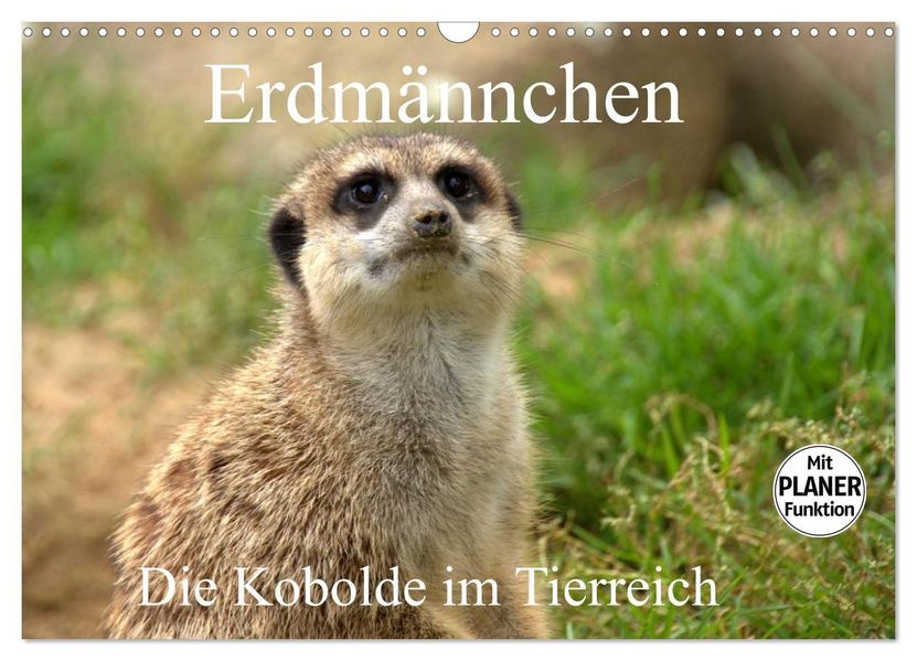 Erdmännchen - Die Kobolde im Tierreich (Wandkalender 2027 DIN A3 quer) CALVENDO Monatskalender