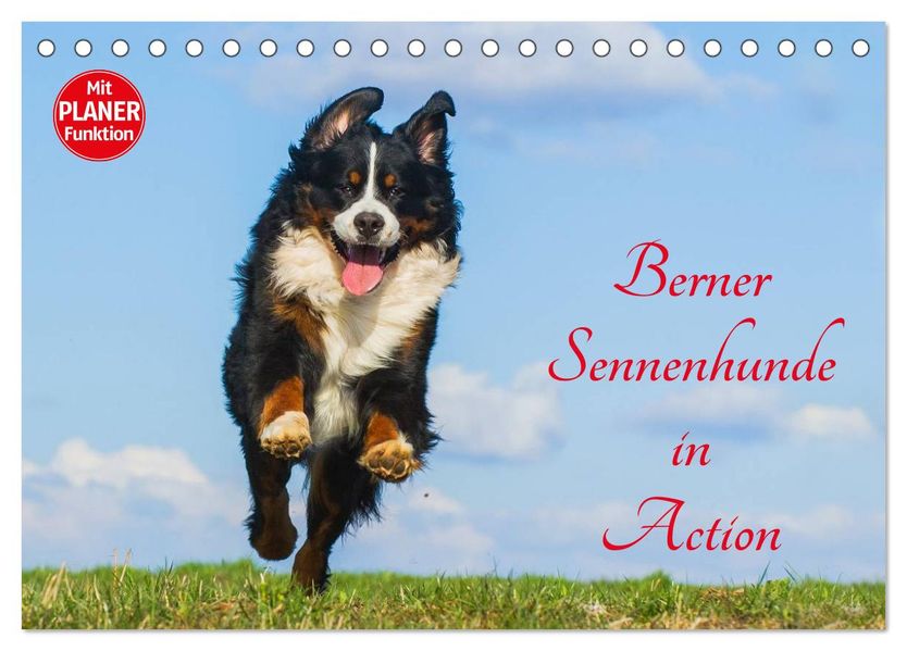 Berner Sennenhunde in Action (Tischkalender 2027 DIN A5 quer) CALVENDO Monatskalender