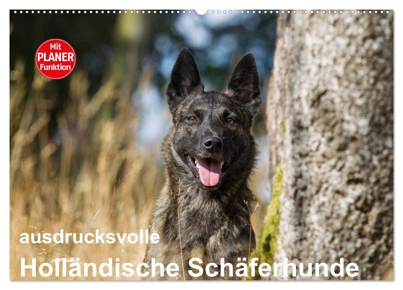 ausdrucksvolle Holländische Schäferhunde (Wandkalender 2027 DIN A2 quer) CALVENDO Monatskalender