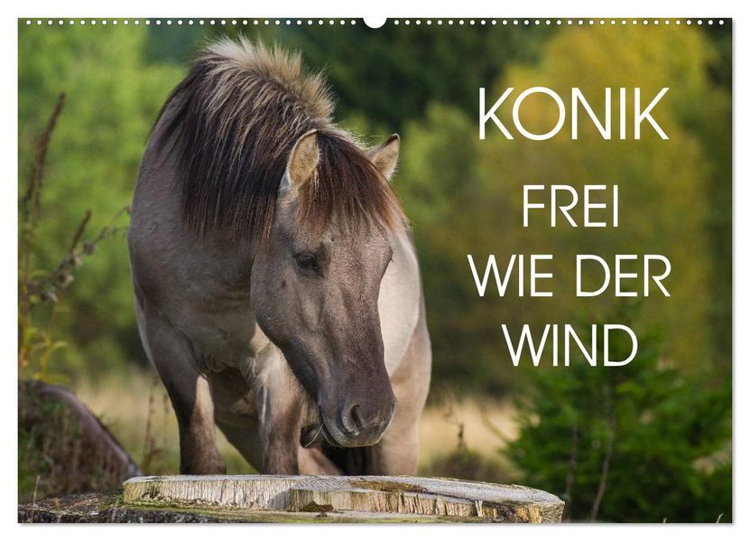 Konik - Frei geboren (Wandkalender 2027 DIN A2 quer) CALVENDO Monatskalender