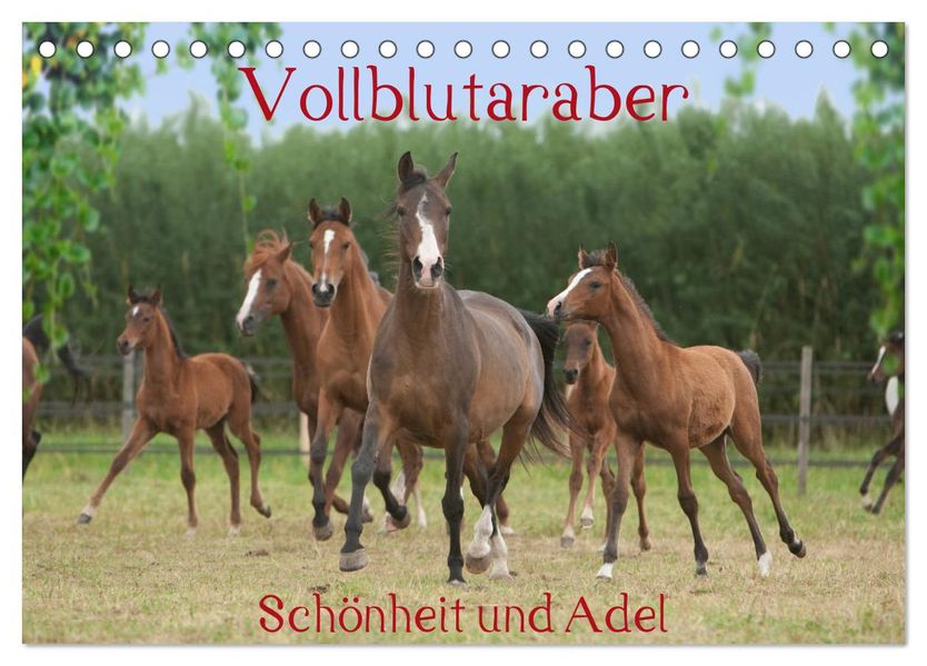 Vollblutaraber - Schönheit und Adel (Tischkalender 2027 DIN A5 quer) CALVENDO Monatskalender