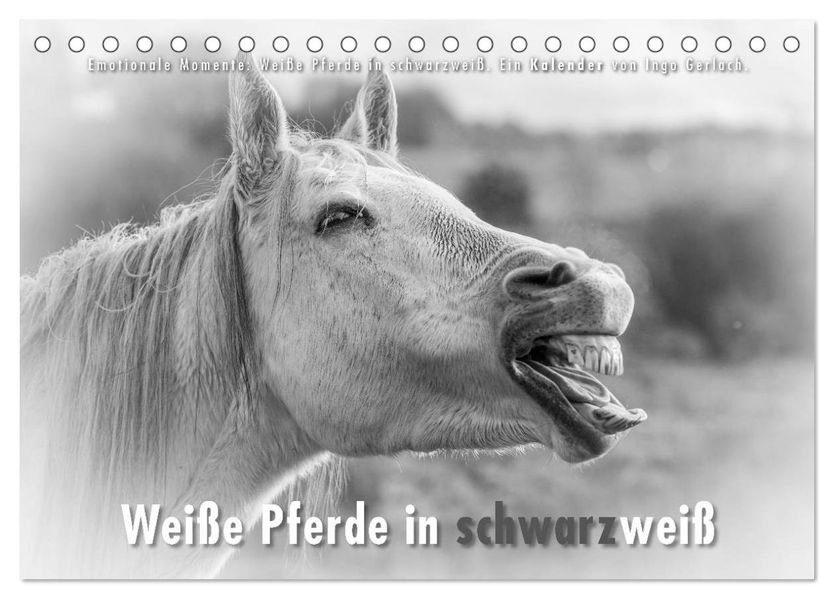 Emotionale Momente: Weiße Pferde in schwarzweiß. (Tischkalender 2027 DIN A5 quer) CALVENDO Monatskalender