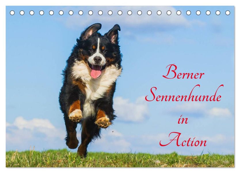Berner Sennenhunde in Action (Tischkalender 2027 DIN A5 quer) CALVENDO Monatskalender