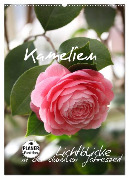 Kamelien Lichtblicke in der dunklen Jahreszeit (Wandkalender 2027 DIN A2 hoch) CALVENDO Monatskalender