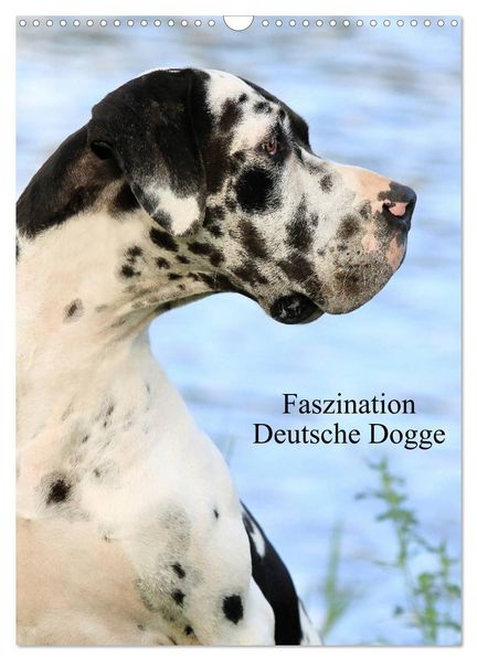 Faszination Deutsche Dogge (Wandkalender 2027 DIN A3 hoch) CALVENDO Monatskalender