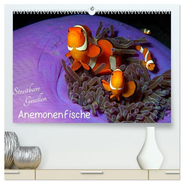 Anemonenfische - Streitbare Gesellen (hochwertiger Premium Wandkalender 2027 DIN A2 quer) Kunstdruck in Hochglanz