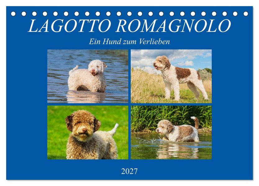 Lagotto Romagnolo - Ein Hund zum Verlieben (Tischkalender 2027 DIN A5 quer) CALVENDO Monatskalender