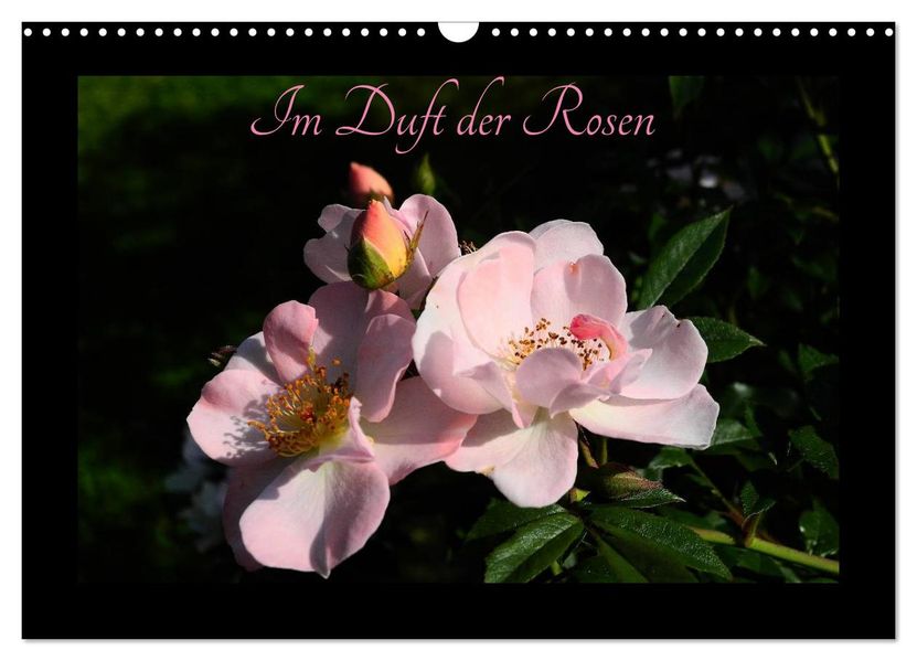 Im Duft der Rosen (Wandkalender 2027 DIN A3 quer) CALVENDO Monatskalender