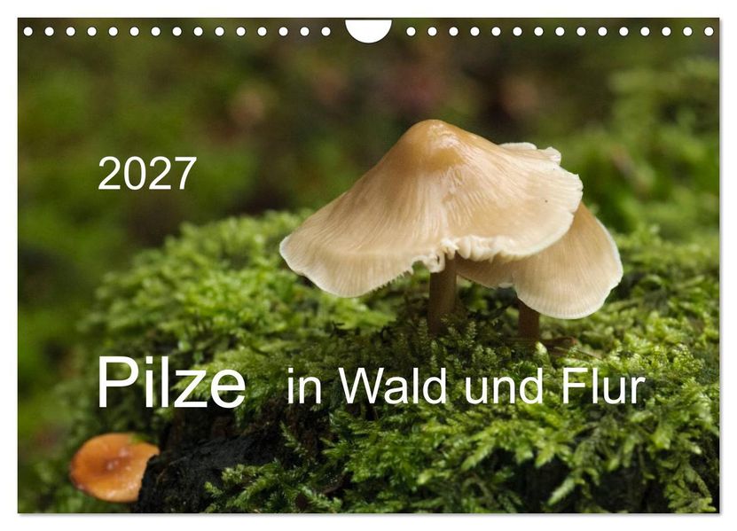 Pilze in Wald und Flur (Wandkalender 2027 DIN A4 quer) CALVENDO Monatskalender