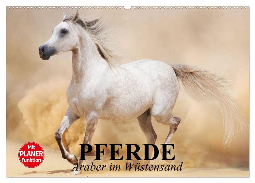 Pferde. Araber im Wüstensand (Wandkalender 2027 DIN A2 quer) CALVENDO Monatskalender