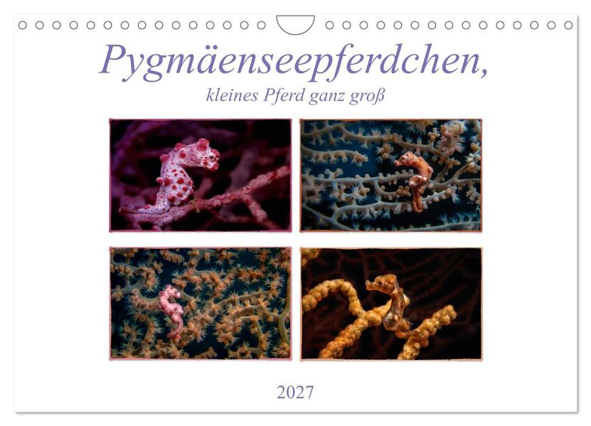 Pygmäenseepferdchen kleines Pferd ganz groß (Wandkalender 2027 DIN A4 quer) CALVENDO Monatskalender