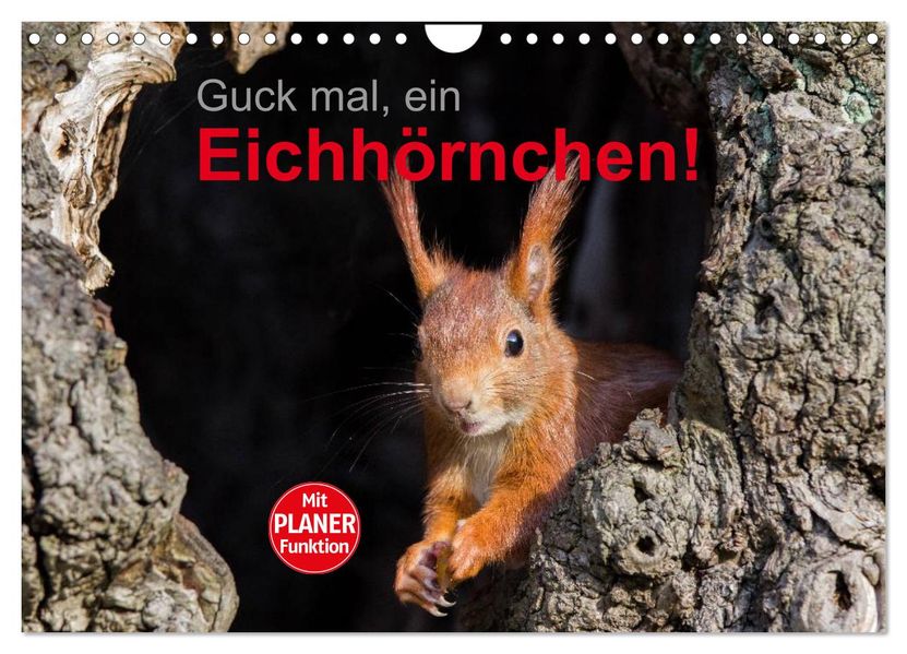 Guck mal ein Eichhörnchen! (Wandkalender 2027 DIN A4 quer) CALVENDO Monatskalender