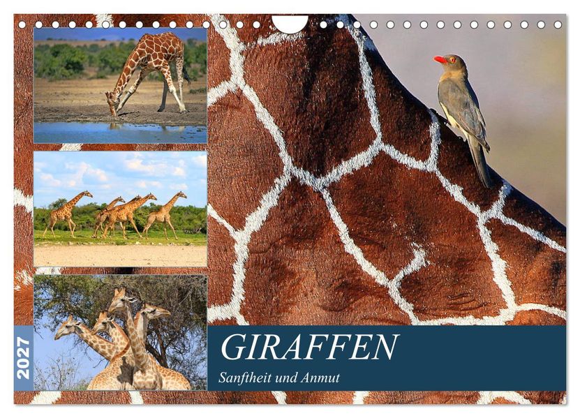 Giraffen - Sanftheit und Anmut (Wandkalender 2027 DIN A4 quer) CALVENDO Monatskalender