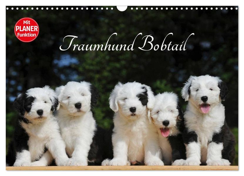 Traumhund Bobtail (Wandkalender 2027 DIN A3 quer) CALVENDO Monatskalender
