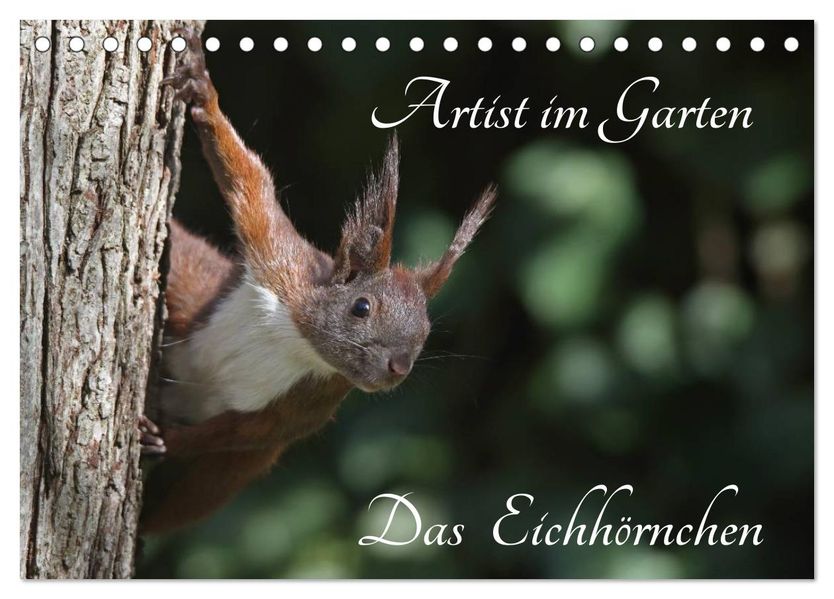 Artist im Garten. Das Eichhörnchen (Tischkalender 2027 DIN A5 quer) CALVENDO Monatskalender