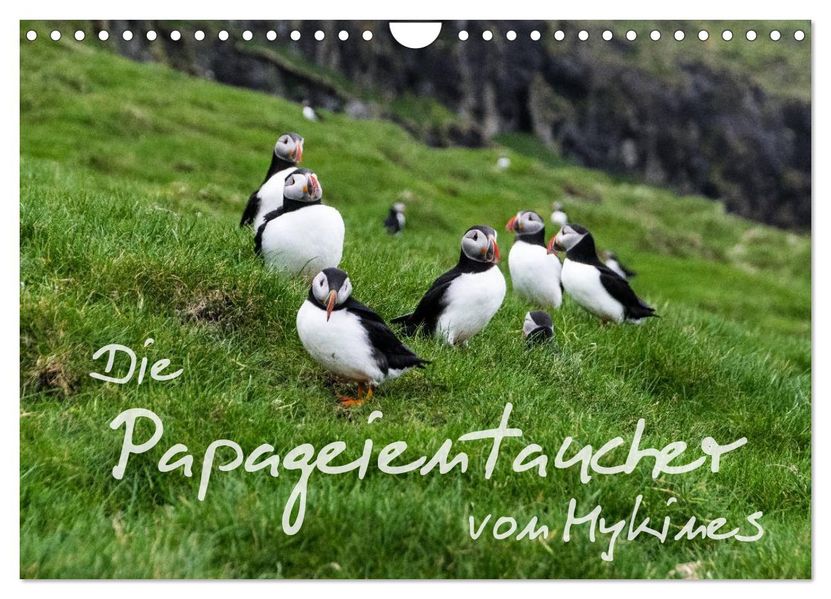 Die Papageientaucher von Mykines (Wandkalender 2027 DIN A4 quer) CALVENDO Monatskalender