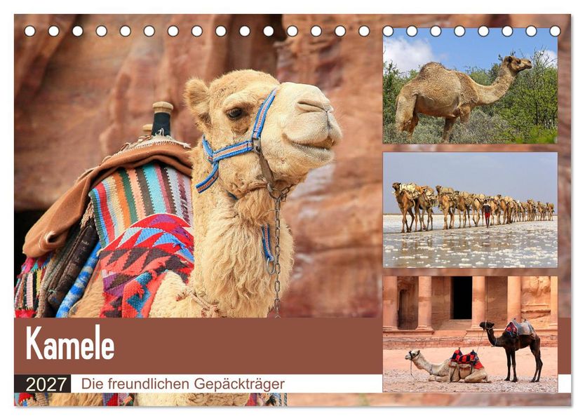 Kamele - Die freundlichen Gepäckträger (Tischkalender 2027 DIN A5 quer) CALVENDO Monatskalender