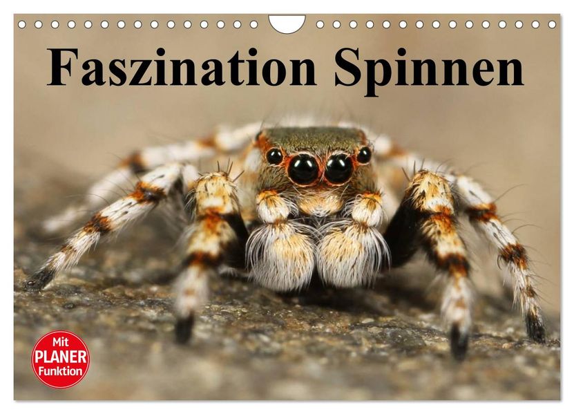 Faszination Spinnen (Wandkalender 2027 DIN A4 quer) CALVENDO Monatskalender