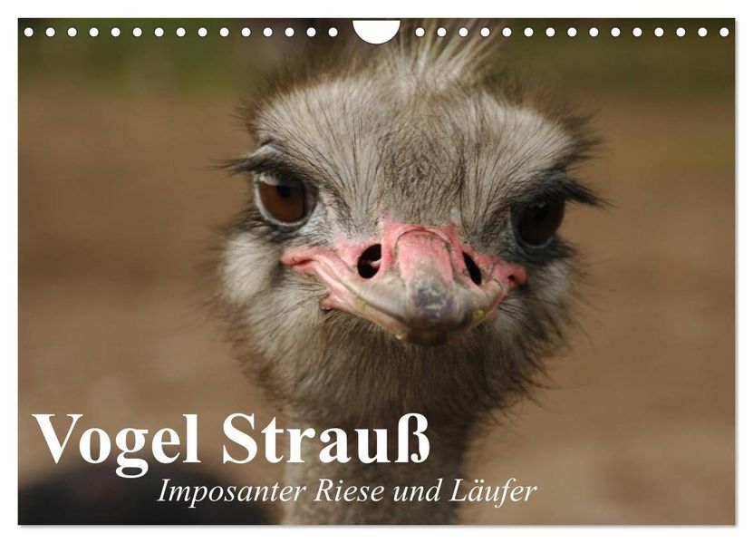 Vogel Strauß. Imposanter Riese und Läufer (Wandkalender 2027 DIN A4 quer) CALVENDO Monatskalender