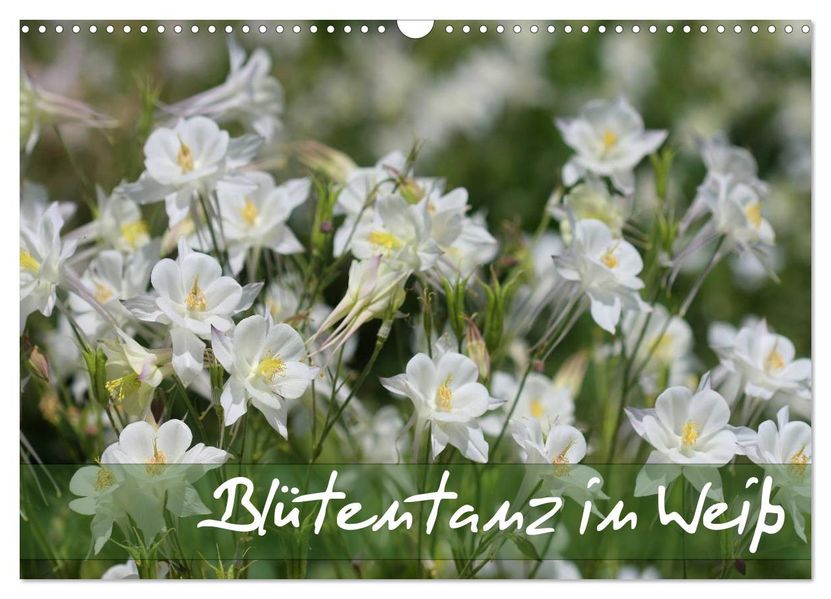 Blütentanz in Weiß (Wandkalender 2027 DIN A3 quer) CALVENDO Monatskalender