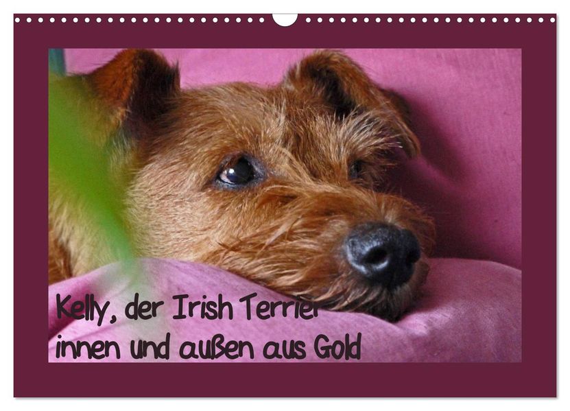 Kelly der Irish Terrier - innen und außen aus Gold (Wandkalender 2027 DIN A3 quer) CALVENDO Monatskalender