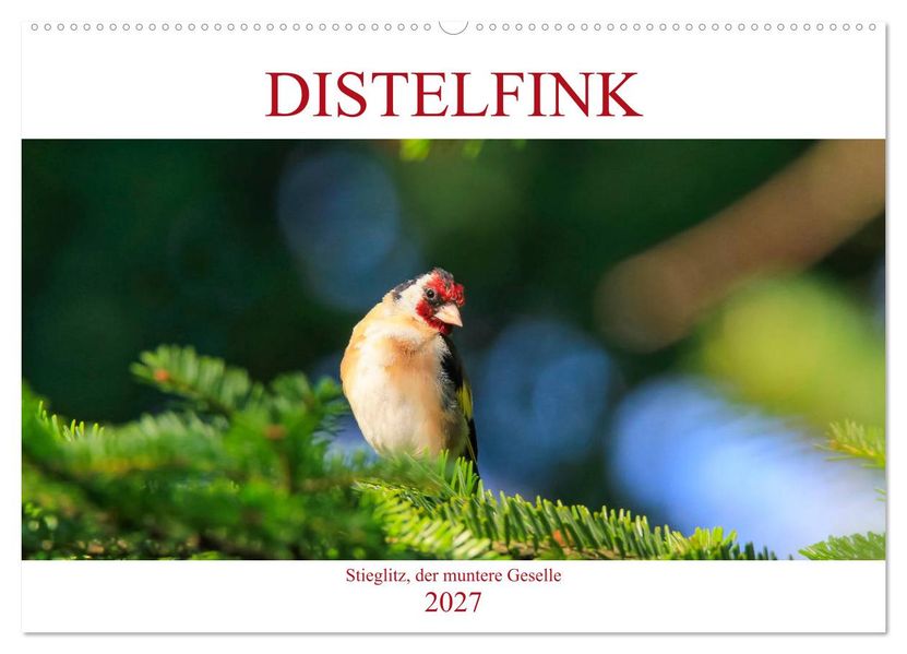 Distelfink (Wandkalender 2027 DIN A2 quer) CALVENDO Monatskalender