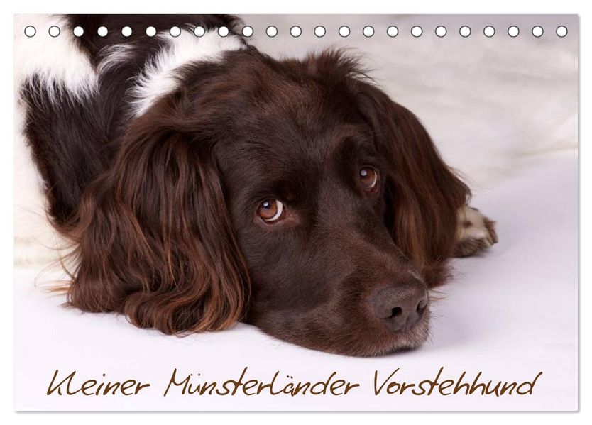 Kleiner Münsterländer Vorstehhund (Tischkalender 2027 DIN A5 quer) CALVENDO Monatskalender