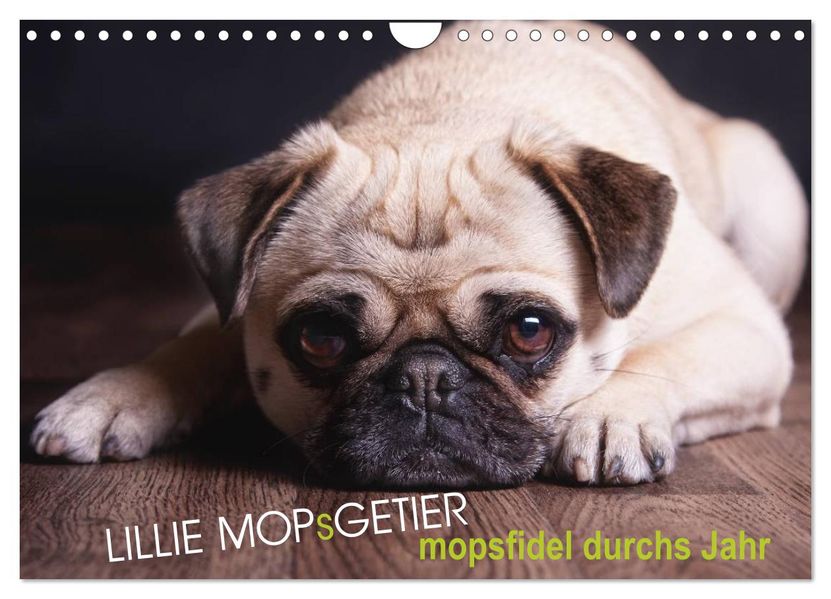 Lillie Mopsgetier - mopsfidel durchs Jahr (Wandkalender 2027 DIN A4 quer) CALVENDO Monatskalender