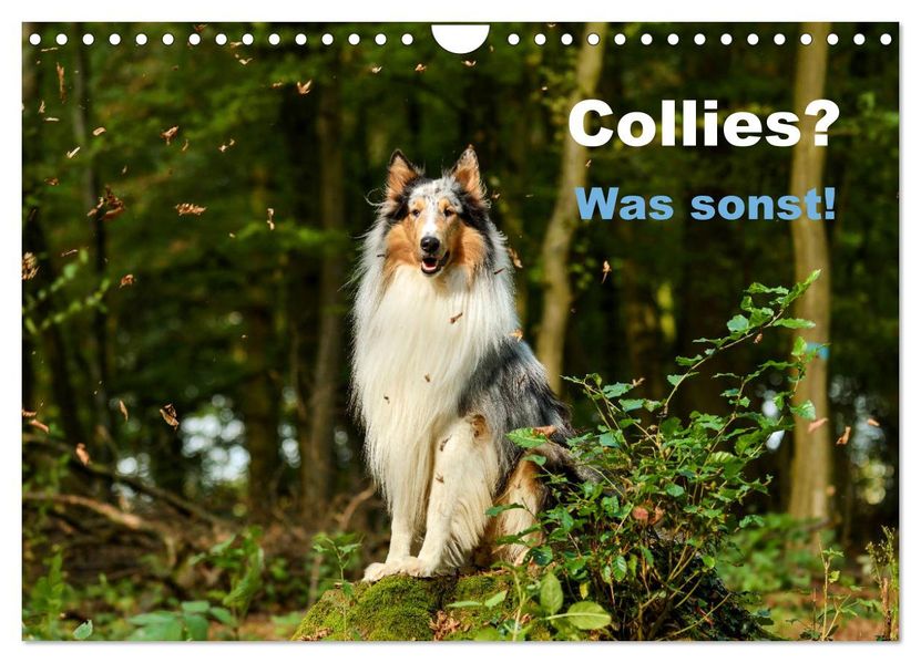 Collies? Was sonst! (Wandkalender 2027 DIN A4 quer) CALVENDO Monatskalender