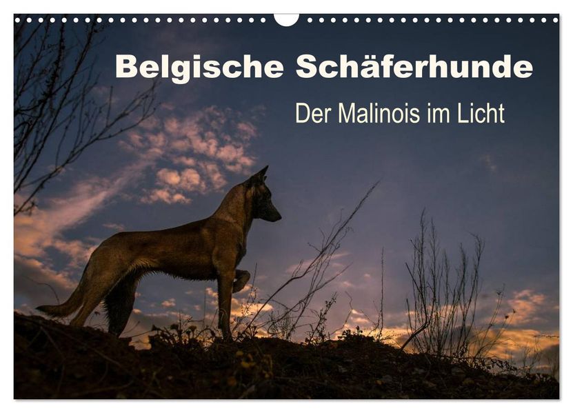 Belgische Schäferhunde - Der Malinois im Licht (Wandkalender 2027 DIN A3 quer) CALVENDO Monatskalender