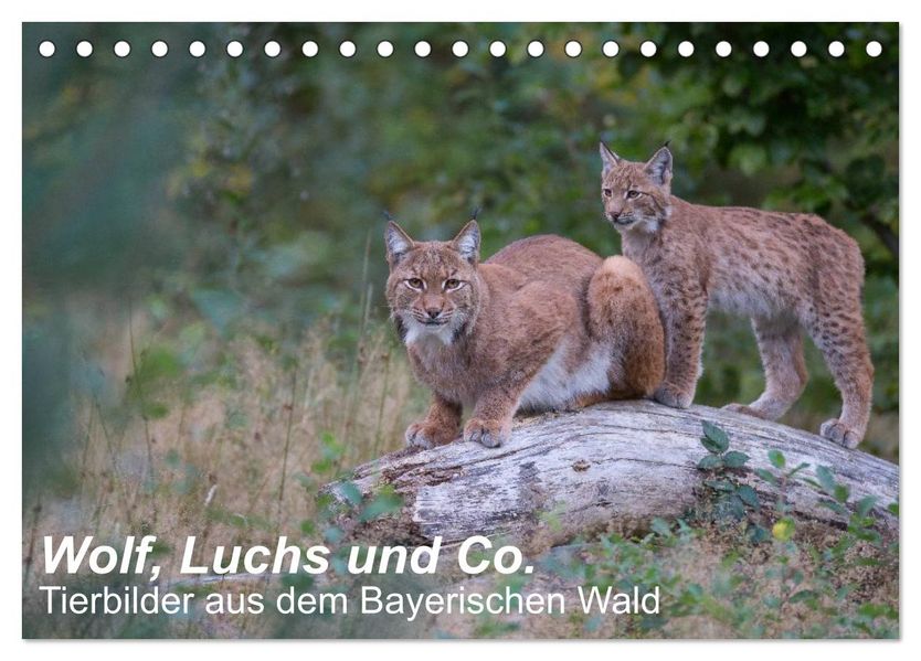 Wolf Luchs und Co. - Tierbilder aus dem Bayerischen Wald (Tischkalender 2027 DIN A5 quer) CALVENDO Monatskalender