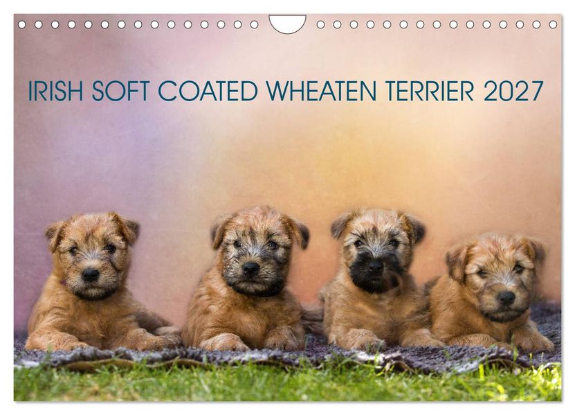 IRISH SOFT COATED WHEATEN TERRIER 2027 (Wandkalender 2027 DIN A4 quer) CALVENDO Monatskalender