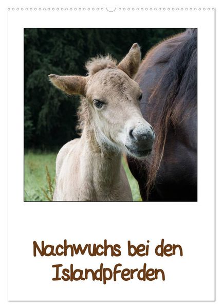 Nachwuchs bei den Islandpferden (Wandkalender 2027 DIN A2 hoch) CALVENDO Monatskalender