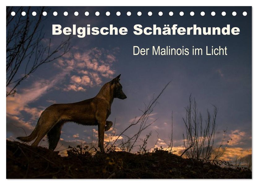 Belgische Schäferhunde - Der Malinois im Licht (Tischkalender 2027 DIN A5 quer) CALVENDO Monatskalender
