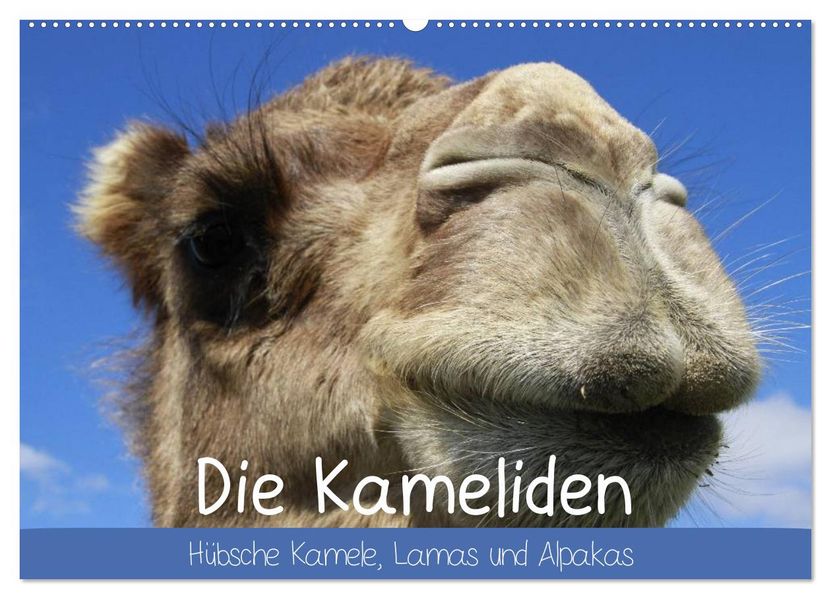 Die Kameliden. Hübsche Kamele Lamas und Alpakas (Wandkalender 2027 DIN A2 quer) CALVENDO Monatskalender