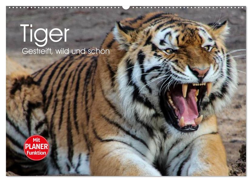 Tiger. Gestreift wild und schön (Wandkalender 2027 DIN A2 quer) CALVENDO Monatskalender