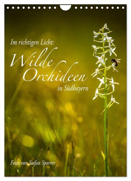 Im richtigen Licht: Wilde Orchideen in Südbayern (Wandkalender 2027 DIN A4 hoch) CALVENDO Monatskalender