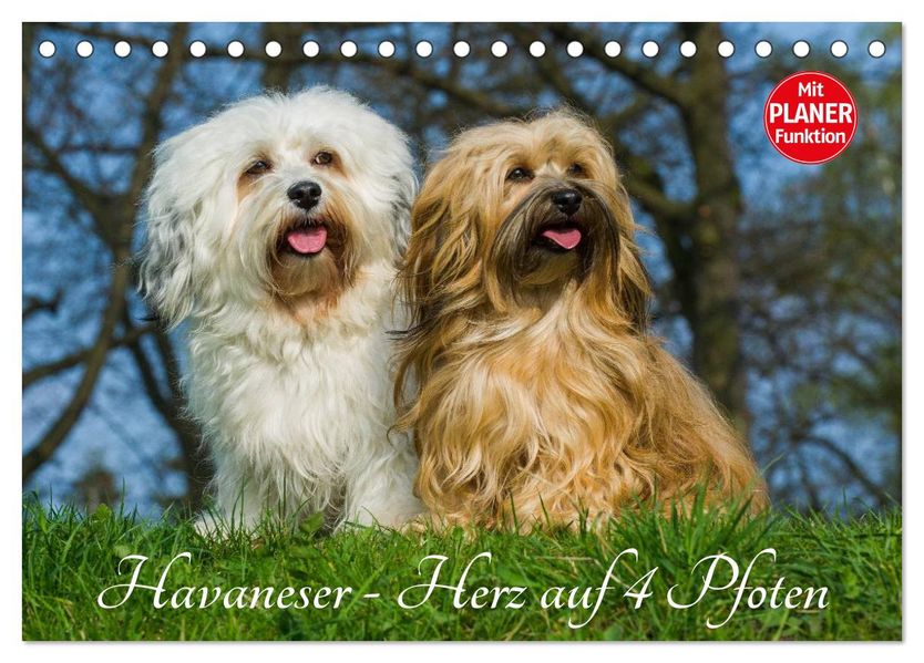Havaneser - Herz auf 4 Pfoten (Tischkalender 2027 DIN A5 quer) CALVENDO Monatskalender