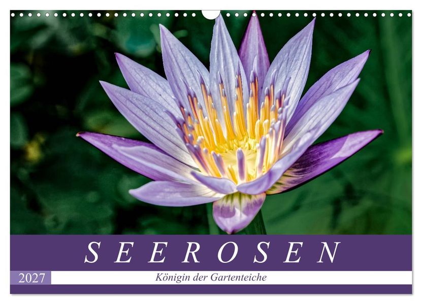 Seerosen - Königin der Gartenteiche (Wandkalender 2027 DIN A3 quer) CALVENDO Monatskalender