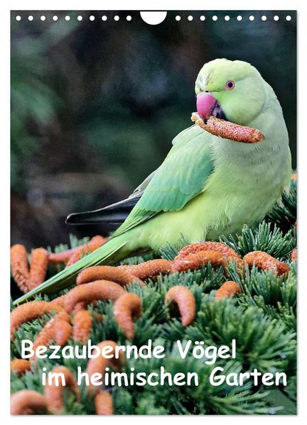 Bezaubernde Vögel im heimischen Garten (Wandkalender 2027 DIN A4 hoch) CALVENDO Monatskalender