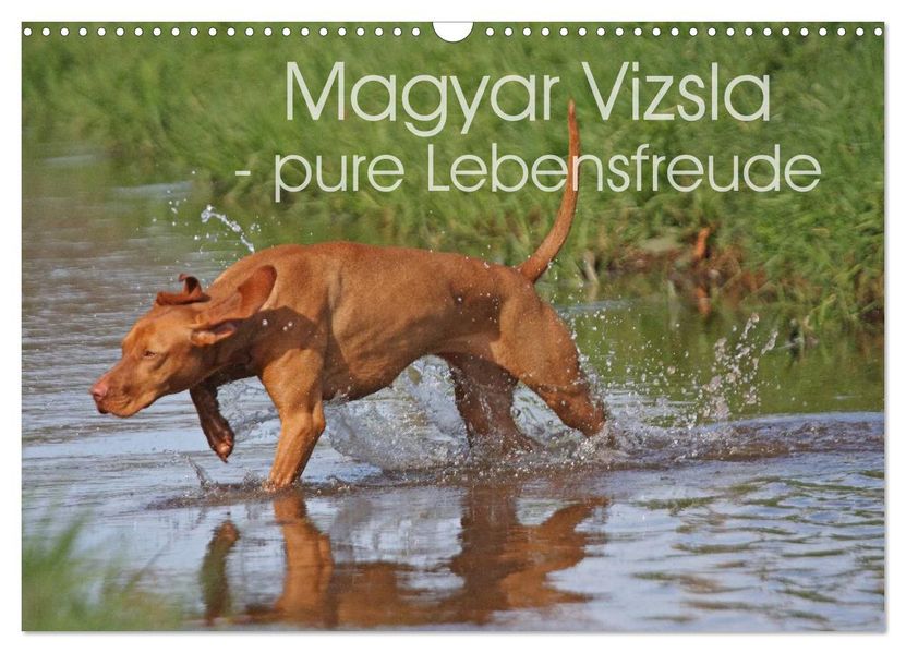 Magyar Vizsla - pure Lebensfreude (Wandkalender 2027 DIN A3 quer) CALVENDO Monatskalender