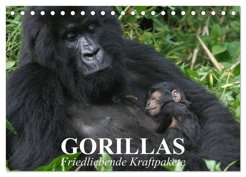 Gorillas. Friedliebende Kraftpakete (Tischkalender 2027 DIN A5 quer) CALVENDO Monatskalender