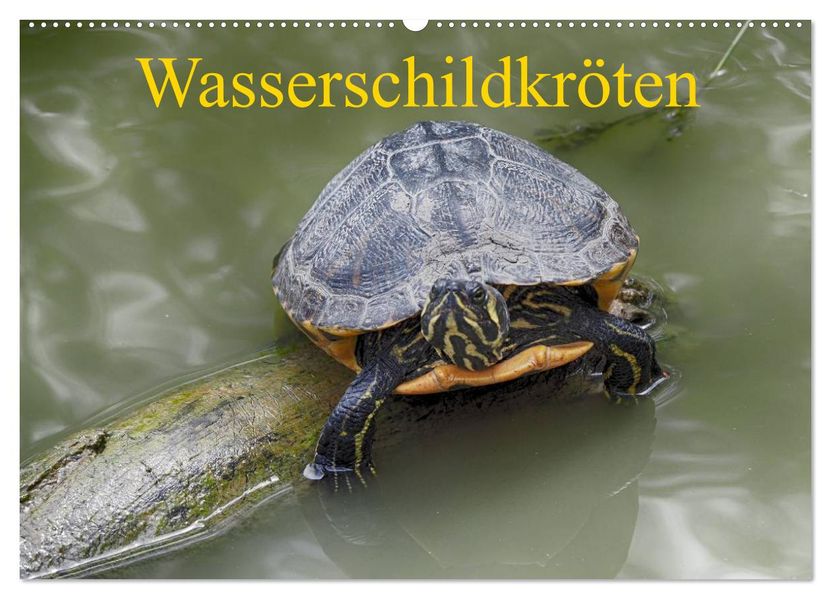 Wasserschildkröten (Wandkalender 2027 DIN A2 quer) CALVENDO Monatskalender