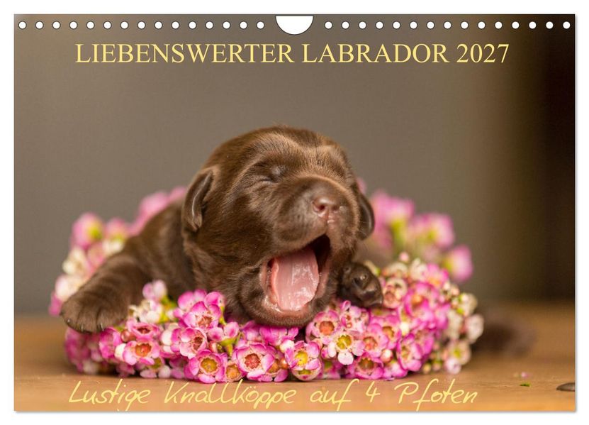 Liebenswerter Labrador 2027 (Wandkalender 2027 DIN A4 quer) CALVENDO Monatskalender